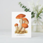 Carte Postale Boletus rufus (Debout devant)