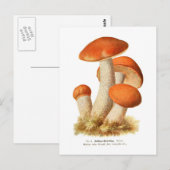 Carte Postale Boletus rufus (Devant / Derrière)