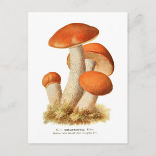 Carte Postale Boletus rufus