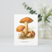Carte Postale Boletus varigatus (Debout devant)