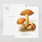 Carte Postale Boletus varigatus (Devant / Derrière)