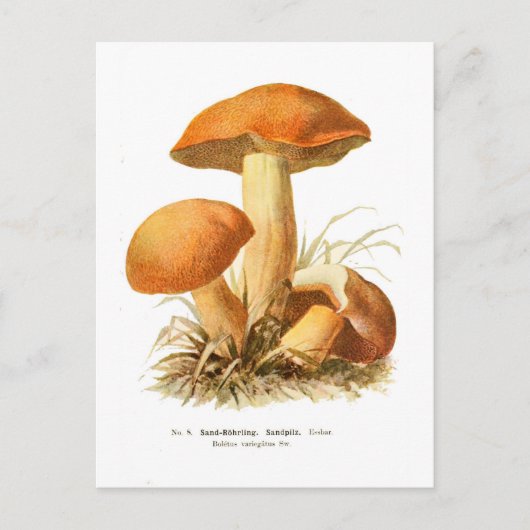 Carte Postale Boletus varigatus (Devant)