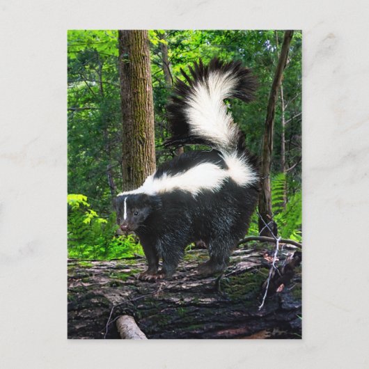 Carte postale "Bomba" (Devant)