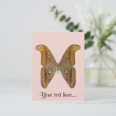 Carte Postale Bombyx atlas (Debout devant)