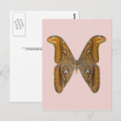 Carte Postale Bombyx atlas (Devant / Derrière)