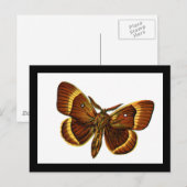 Carte Postale Bombyx quercus mâle (Devant / Derrière)