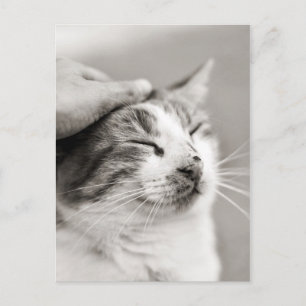 Carte Postale Bon chou ! -Carte postale