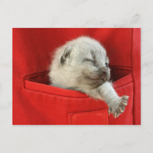 Carte Postale Bon matin