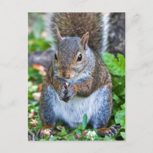 Carte Postale Bon Pour Le Dernier Bite (Devant)