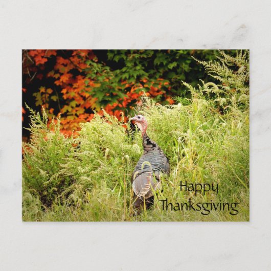 Carte Postale Bon thanksgiving Wild Turkey Fall Leaves (Devant)