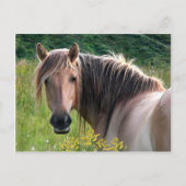 Carte Postale "Bonar" (Devant)