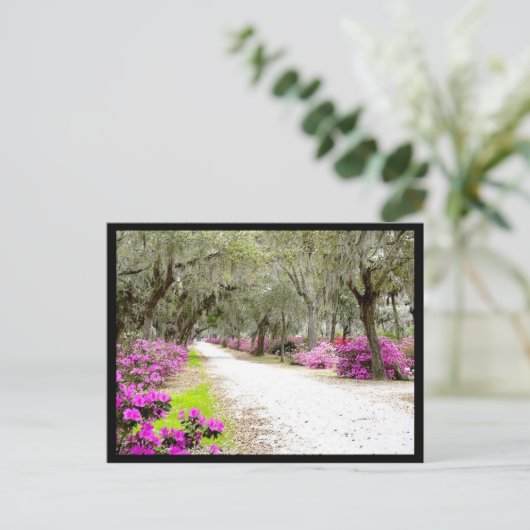 Carte postale - Bonaventure Azaleas (Debout devant)