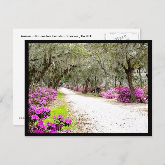 Carte postale - Bonaventure Azaleas (Devant / Derrière)