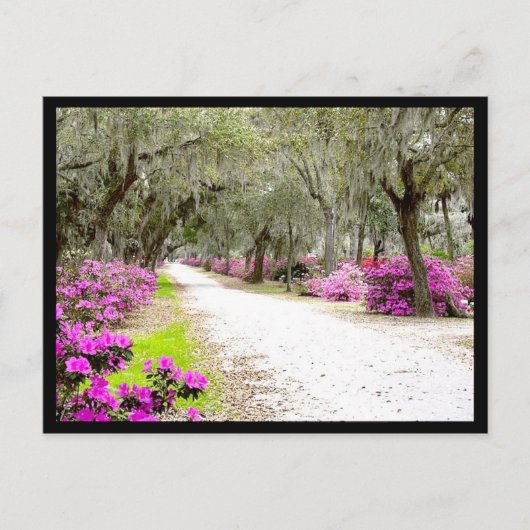 Carte postale - Bonaventure Azaleas (Devant)