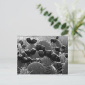 Carte Postale Bonbons de cactus (Debout devant)