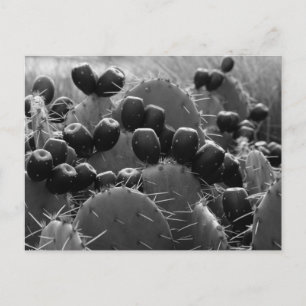 Carte Postale Bonbons de cactus