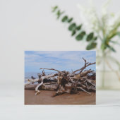 Carte Postale Boneyard Beach (Debout devant)