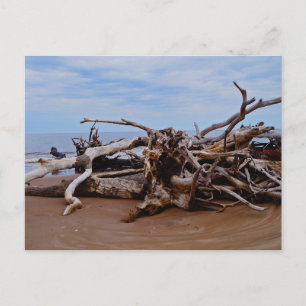 Carte Postale Boneyard Beach