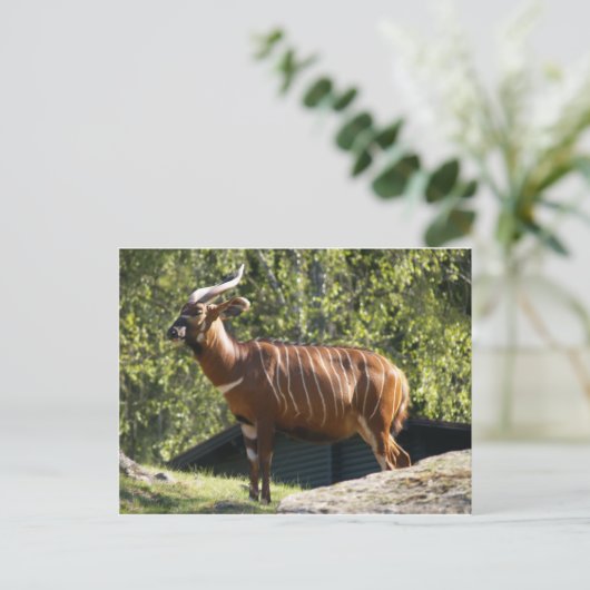 Carte Postale Bongo (Debout devant)