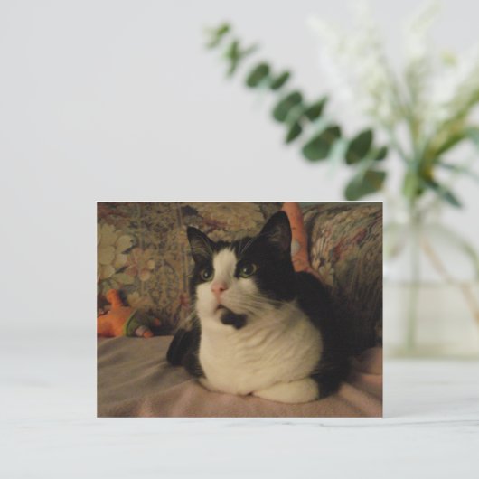 CARTE POSTALE BONGO (Debout devant)