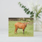 Carte Postale bongo africain 1 (Debout devant)