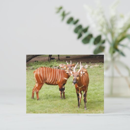 Carte Postale bongo africain 3 (Debout devant)