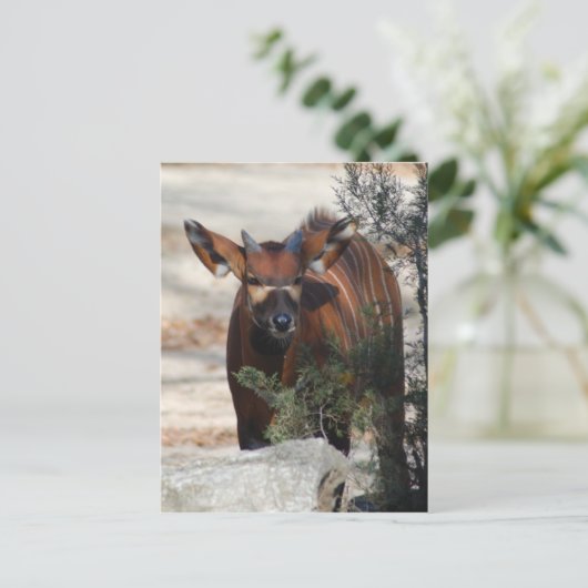 Carte postale Bongo Calf (Debout devant)