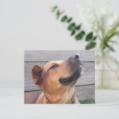 Carte Postale Bonheur absolu (Debout devant)