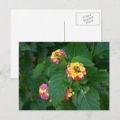 Carte postale Bonheur de demain (fleurs) (Devant / Derrière)