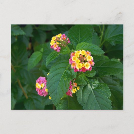 Carte postale Bonheur de demain (fleurs) (Devant)