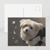 Carte postale BONJOLO Petit Chien (Devant / Derrière)