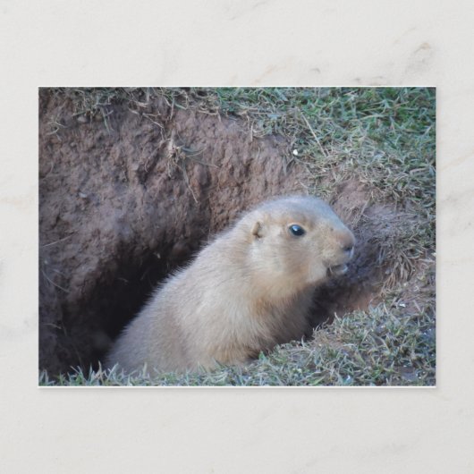 Carte Postale Bonjour (Devant)