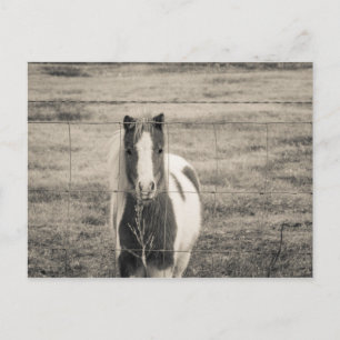 Carte Postale Bonjour