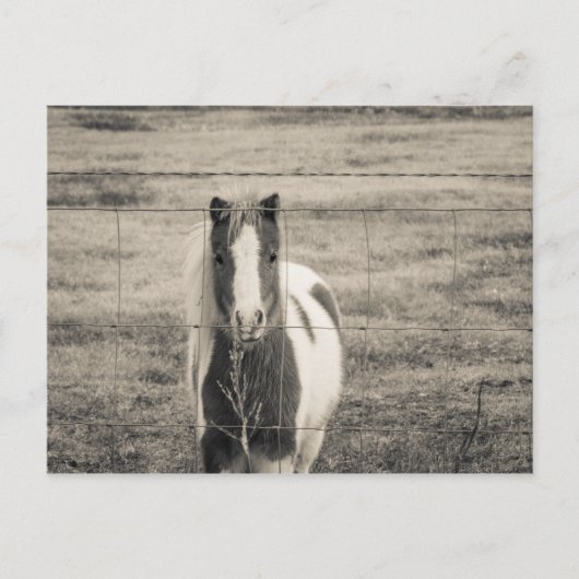 Carte Postale Bonjour (Devant)