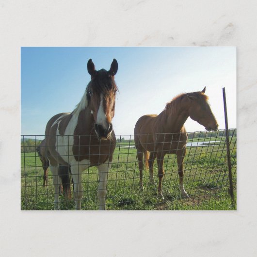 Carte Postale Bonjour (Devant)