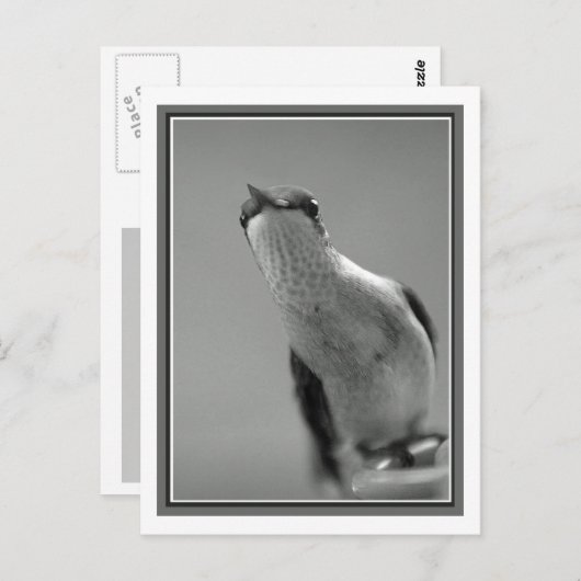 Carte Postale Bonjour (Devant / Derrière)