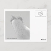 Carte Postale Bonjour (Dos)