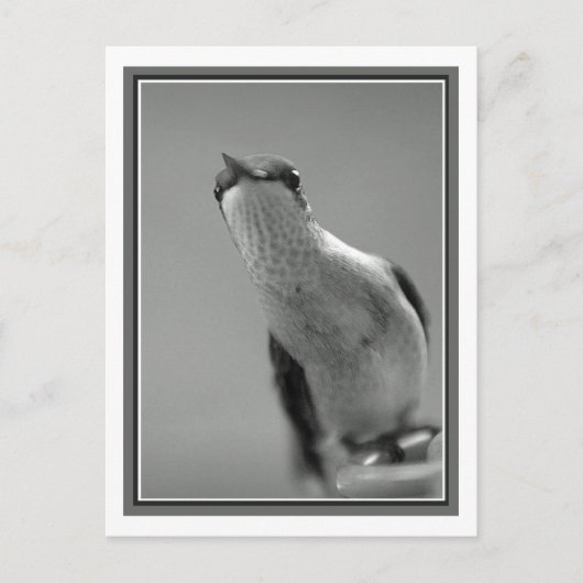 Carte Postale Bonjour (Devant)