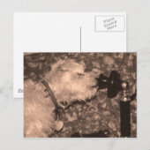 Carte Postale Bonjour (Devant / Derrière)