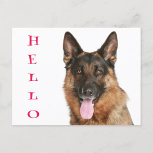 Carte Postale Bonjour Allemand Berger Chien Chien Chien Chien Bl