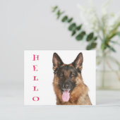 Carte Postale Bonjour Allemand Berger Chien Chien Chien Chien Bl (Debout devant)