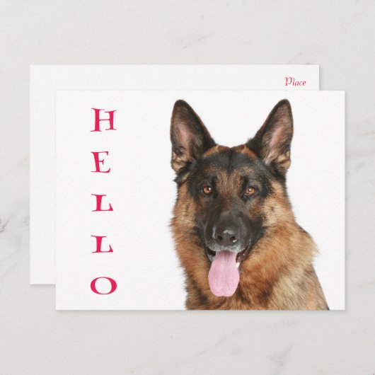 Carte Postale Bonjour Allemand Berger Chien Chien Chien Chien Bl (Devant / Derrière)