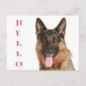 Carte Postale Bonjour Allemand Berger Chien Chien Chien Chien Bl (Devant)