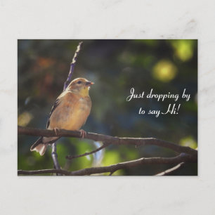 Carte Postale Bonjour, Bonjour, Bird-American Goldfinch