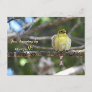 Carte Postale Bonjour, Bonjour, Bird-American Goldfinch