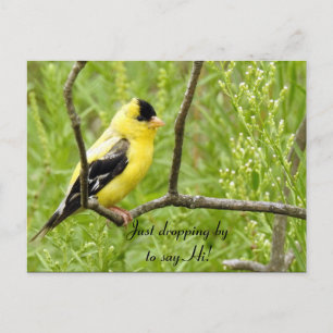 Carte Postale Bonjour, Bonjour, Bird-American Goldfinch