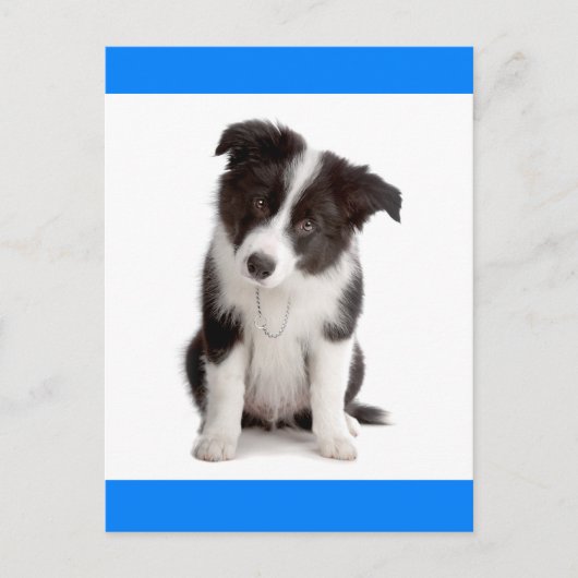 Carte Postale Bonjour Bordure Collie Chien Chien Chien Chien Chi (Devant)