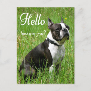 Carte Postale Bonjour Boston Terrier Chien Chien Chien Chien Chi