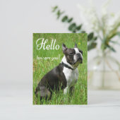Carte Postale Bonjour Boston Terrier Chien Chien Chien Chien Chi (Debout devant)