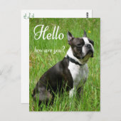 Carte Postale Bonjour Boston Terrier Chien Chien Chien Chien Chi (Devant / Derrière)